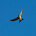 House martin