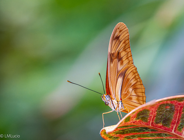 Dryas iulia