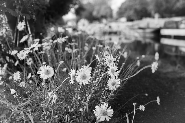 Daisies on the towpath