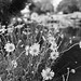 Daisies on the towpath