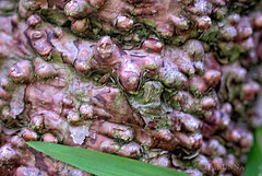 Wollemi bark