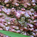Wollemi bark