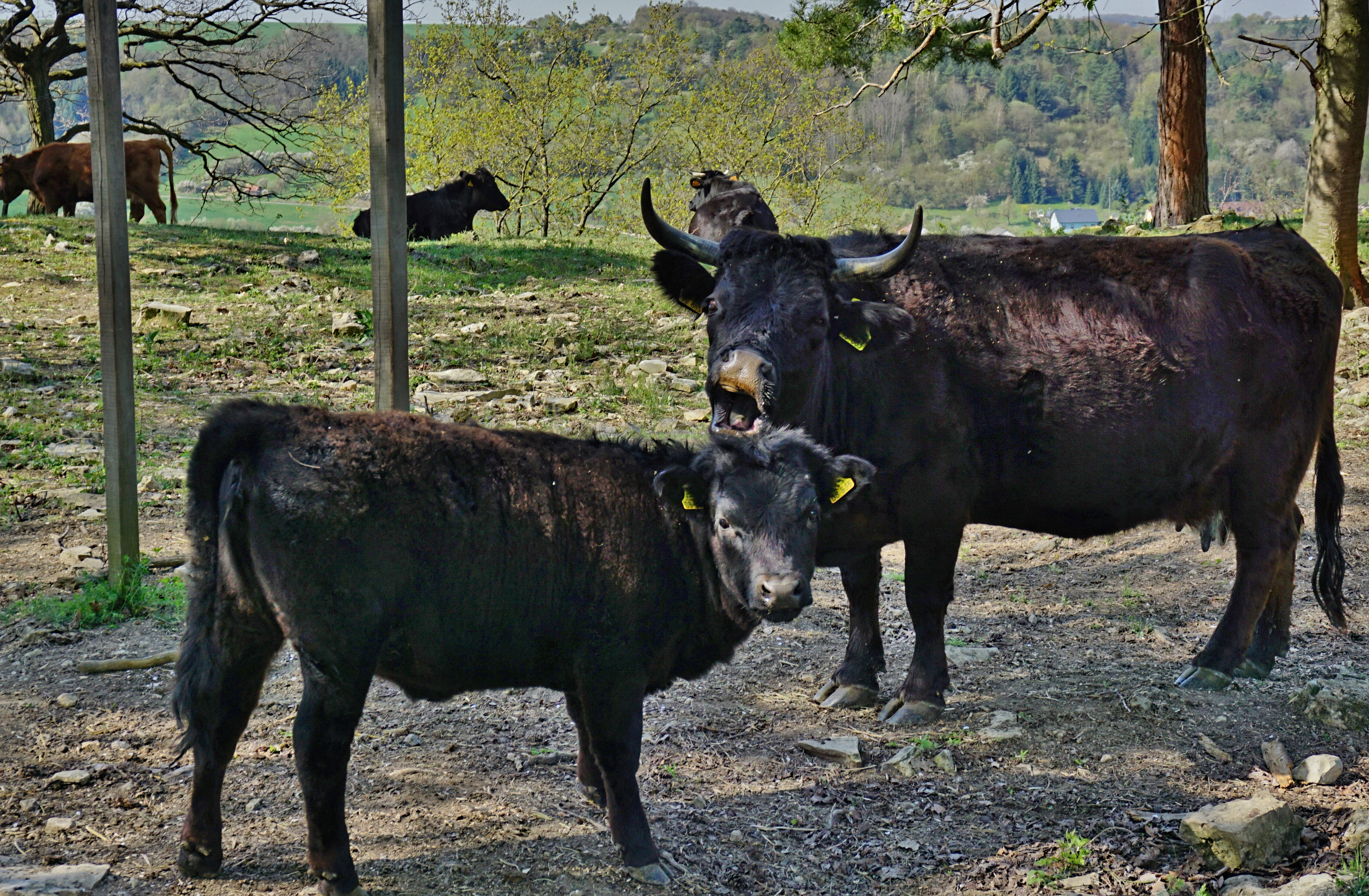 Hau ab! Get off! Casse-toi!!