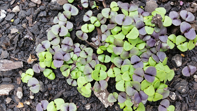 Purple basil emerging