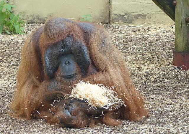 Dudley Zoo (17) - 9 September 2016