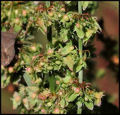 Rumex obtusifolia (6)