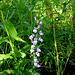 Great lobelia (Lobelia siphilitica)