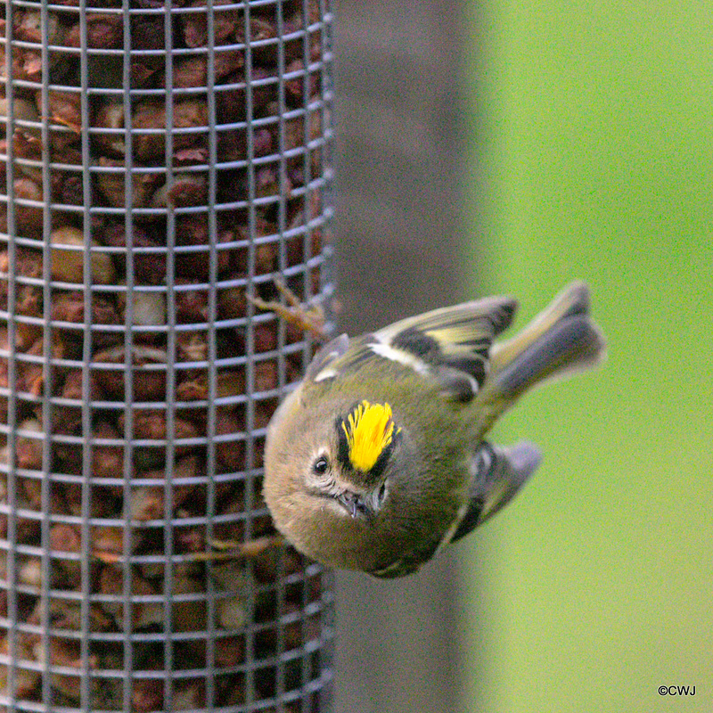 Some claim Goldcrests are exclusively insectivores, these images prove otherwise...