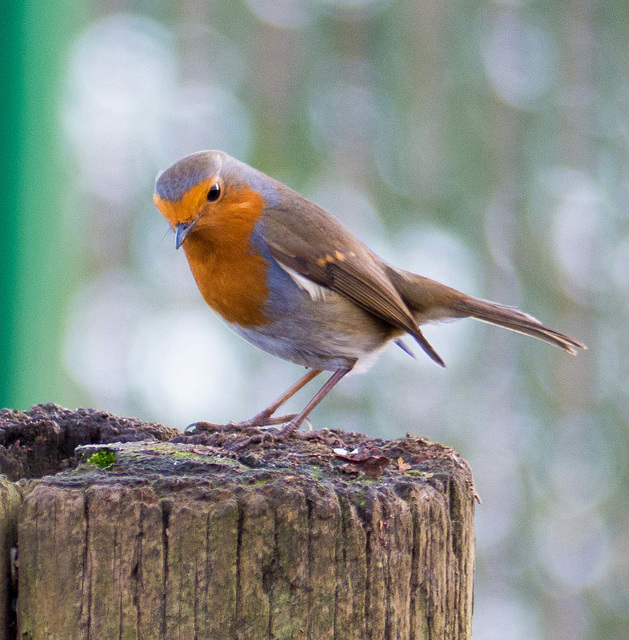 Robin posing (2)