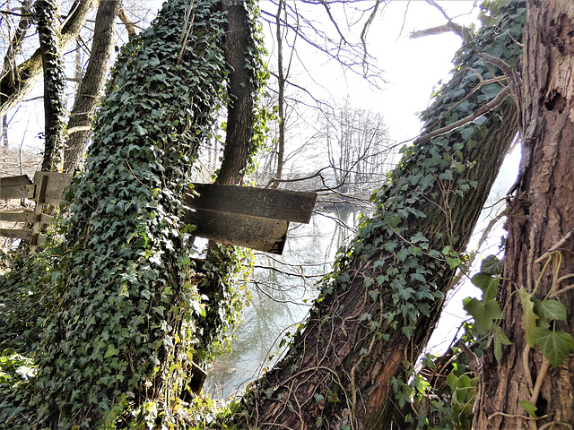 Baum und Efeu