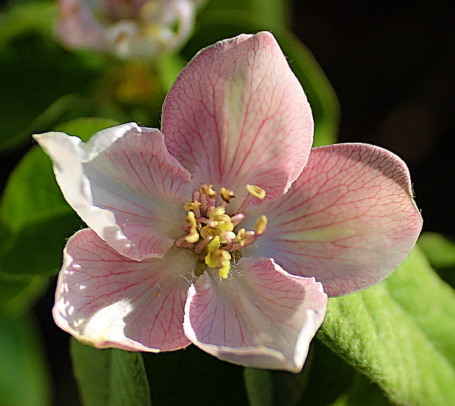 Fleur de cognassier.