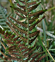Fern 2