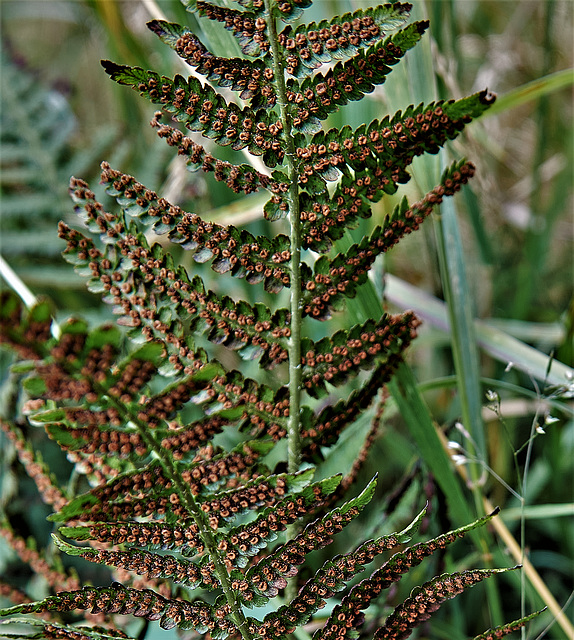 Fern 2