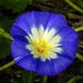 20210910 2836CPw [D~LIP] Dreifarbige Winde (Convolvulus tricolor), Bad Salzuflen