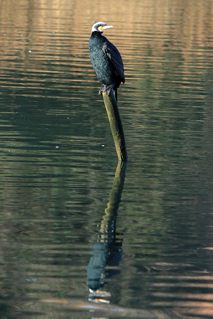 EOS 90D Peter Harriman 09 33 23 75293 cormorant dpp