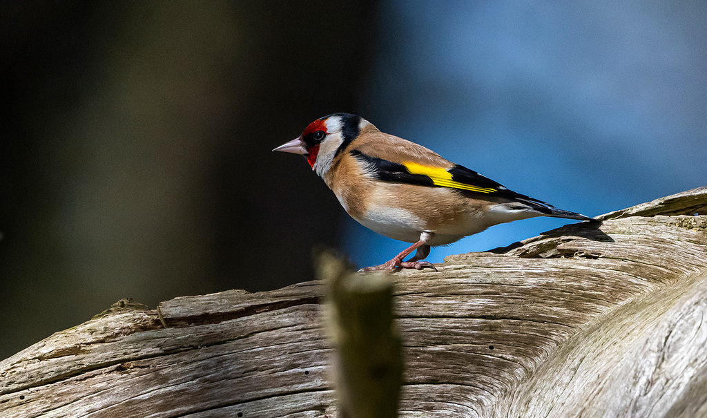 Goldfinch