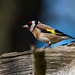 Goldfinch