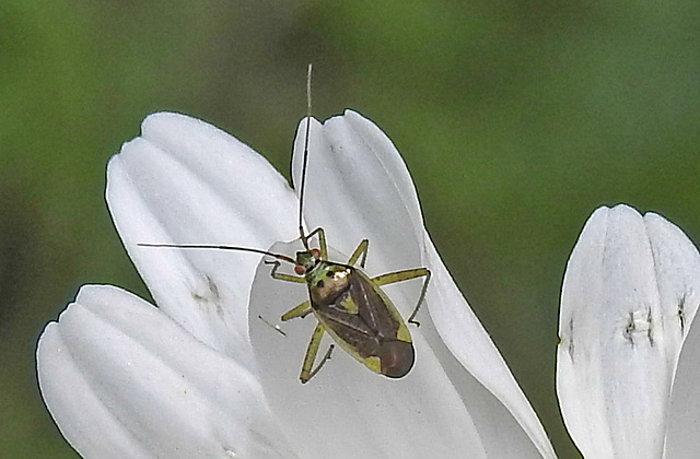 20230606 0665CPw [D~LIP] Weichwanze [w] (Closterotomus trivialis) Bad Salzuflen