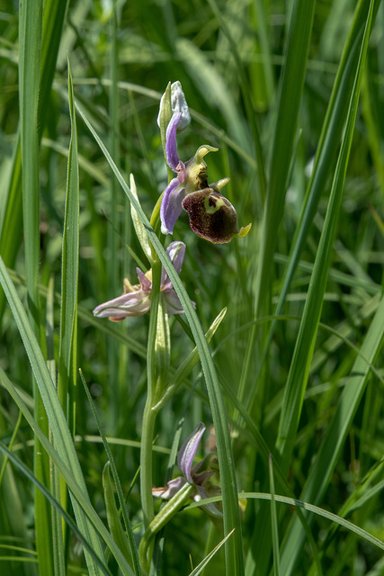 Ophrys fuciflora, Hummel-Ragwurz - 2017-06-01_D500_DSC1728