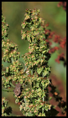 Rumex obtusifolia (7)