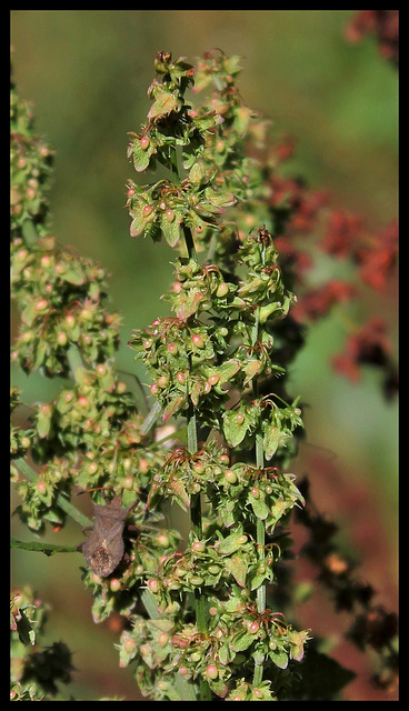 Rumex obtusifolia (7)