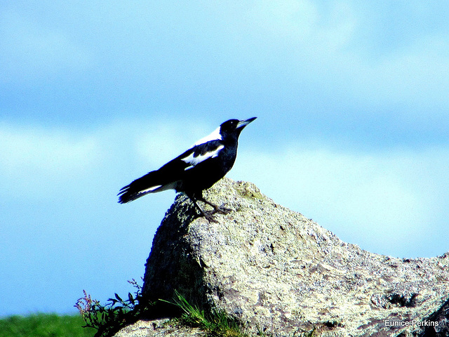 Magpie.