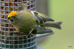 Some claim Goldcrests are exclusively insectivores, these images prove otherwise...