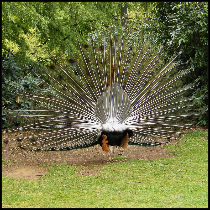peacock's backside