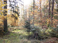 Waldgebiet Schwarzer-Berg
