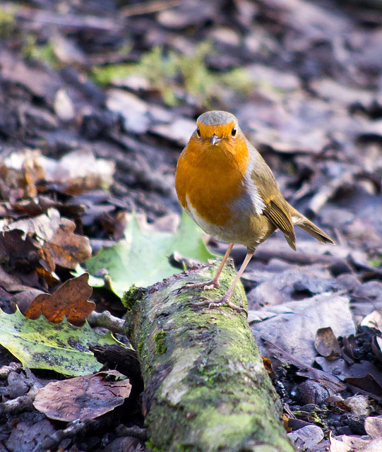 Robin posing (3)