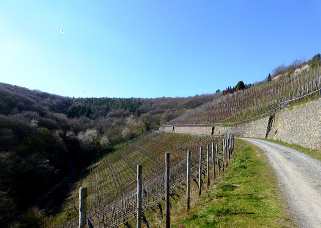 Weinberge