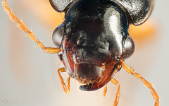 Another Beetle Portrait