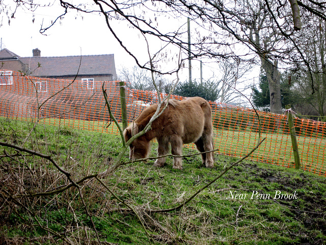 Pony near Penn Brook