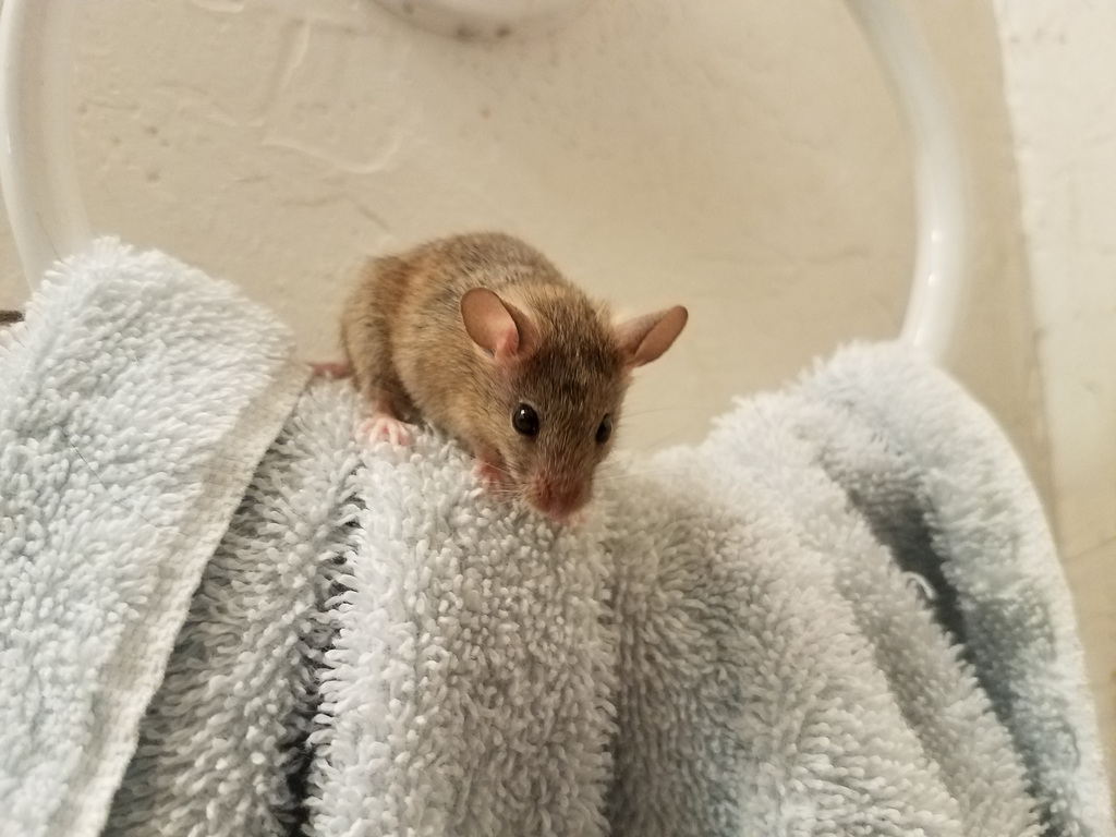 Hand Towel With Ears