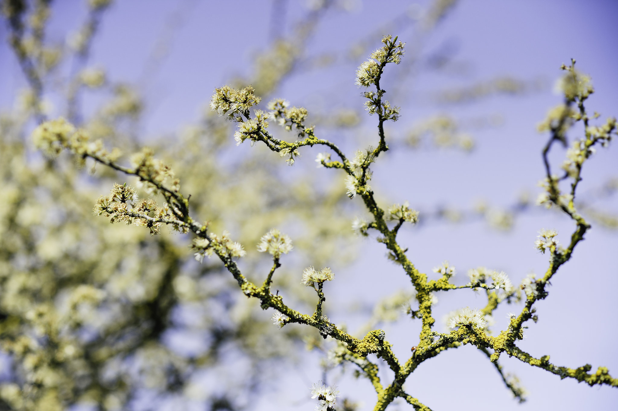 From the Spring series