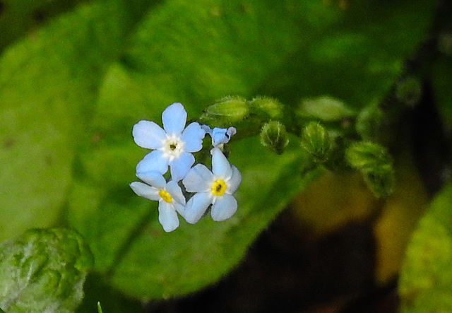 20210910 2838CPw [D~LIP] Vergissmeinnicht (Myosotis), Bad Salzuflen