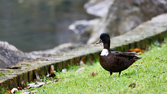 Canard à bavette