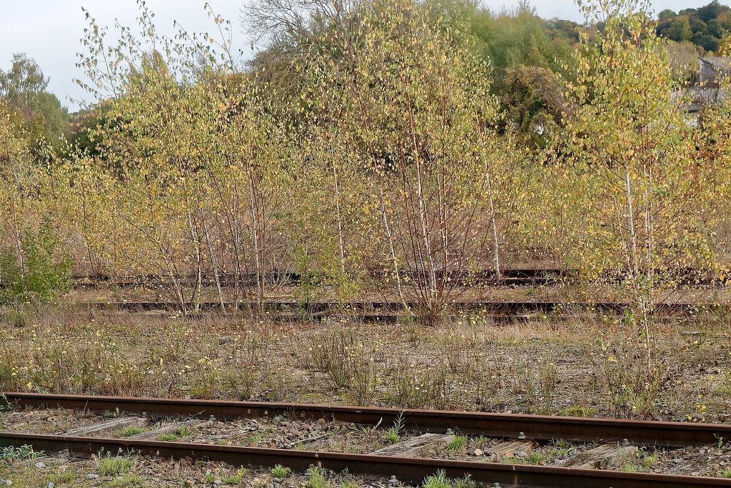 Le bouleau est en bonne voie à la SNCF