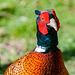 Pheasant