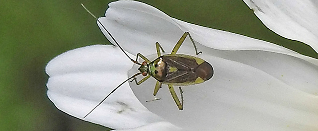20230606 0666CPw [D~LIP] Weichwanze [w] (Closterotomus trivialis) Bad Salzuflen