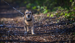 Der kleine Hund mit seinen Blick :)) The little dog with his look :)) Le petit chien avec son regard :))