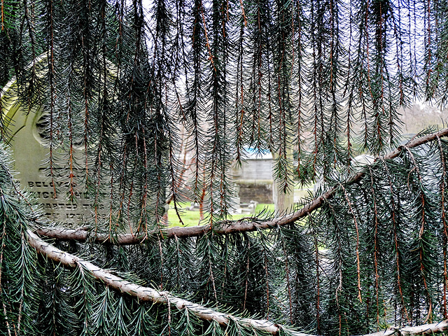 Tree in a Cemetery 1