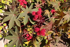 Palmenhaus Schönbrunn - Ricinus communis (Wunderbaum)