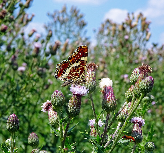 Map butterfly