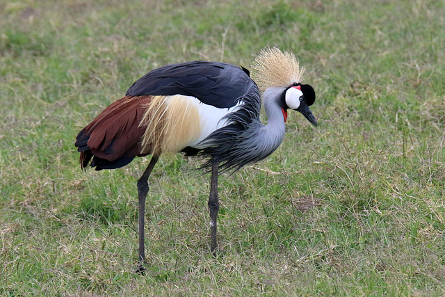 Strutting his stuff