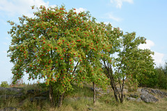 Рябина / Rowan Tree