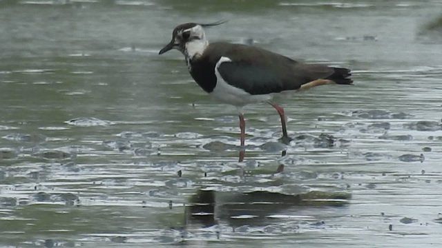 20180628 4103CP~V [D~MS] Rieselfelder Münster