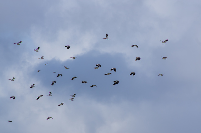 33 Lapwing 3 Starling