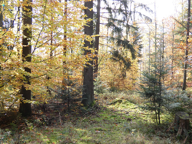 Waldgebiet Schwarzer-Berg