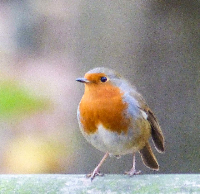 Robin posing